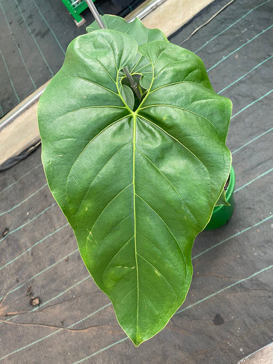 Anthurium Deciepiens/ Salgarense