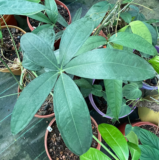 Anthurium Emminens