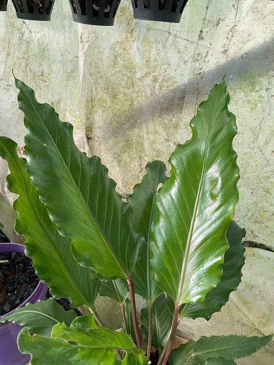 Anthurium Black Beauty