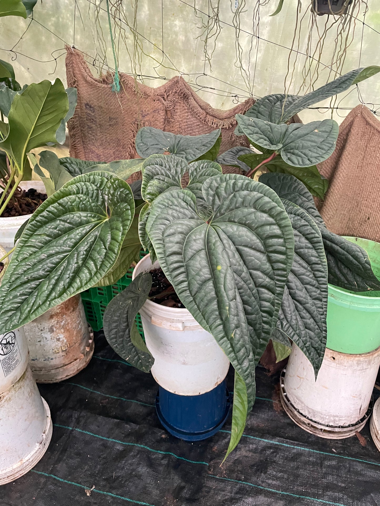 Anthurium Radicans hybrid