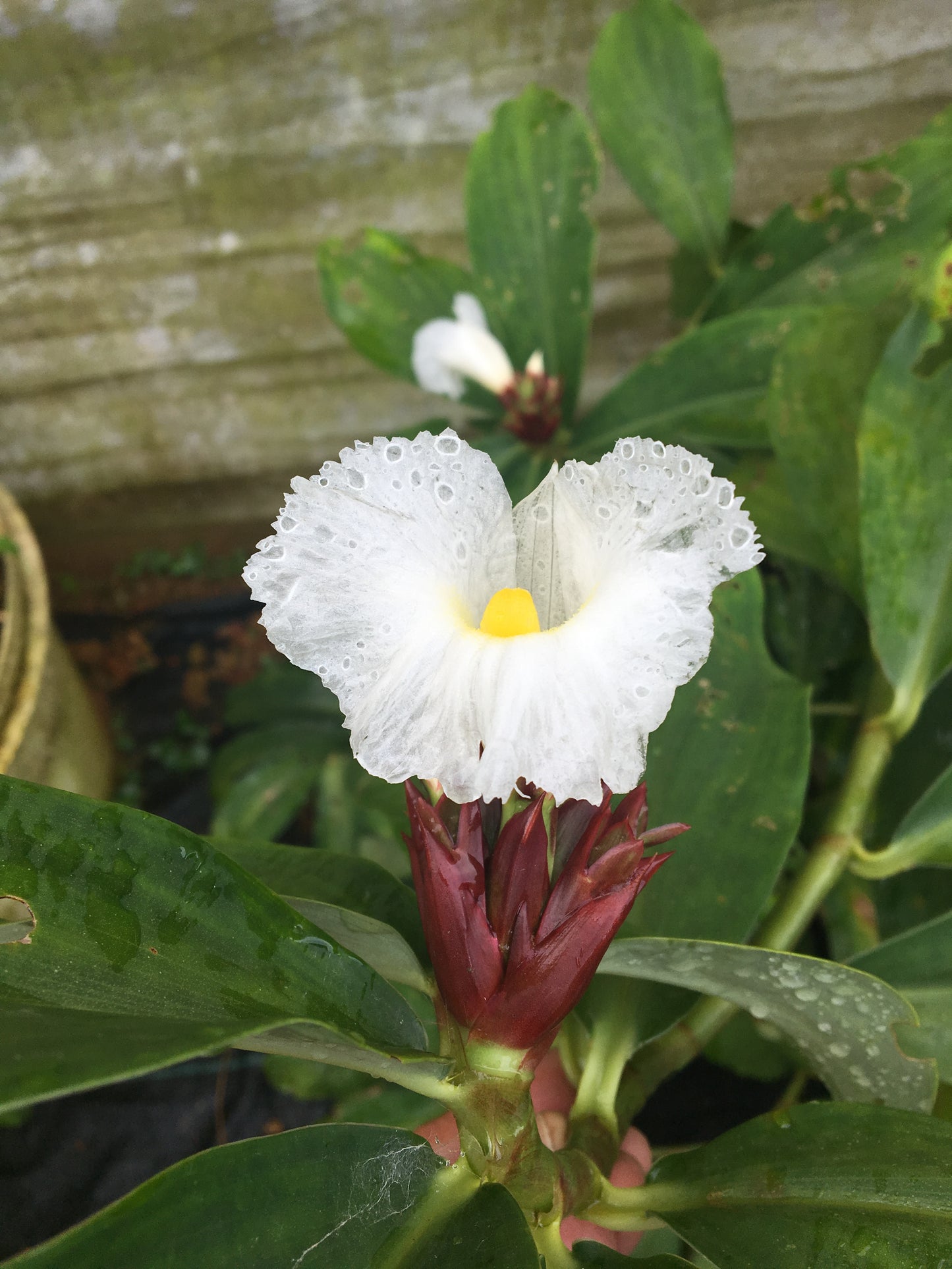 Costus specious crepe ginger