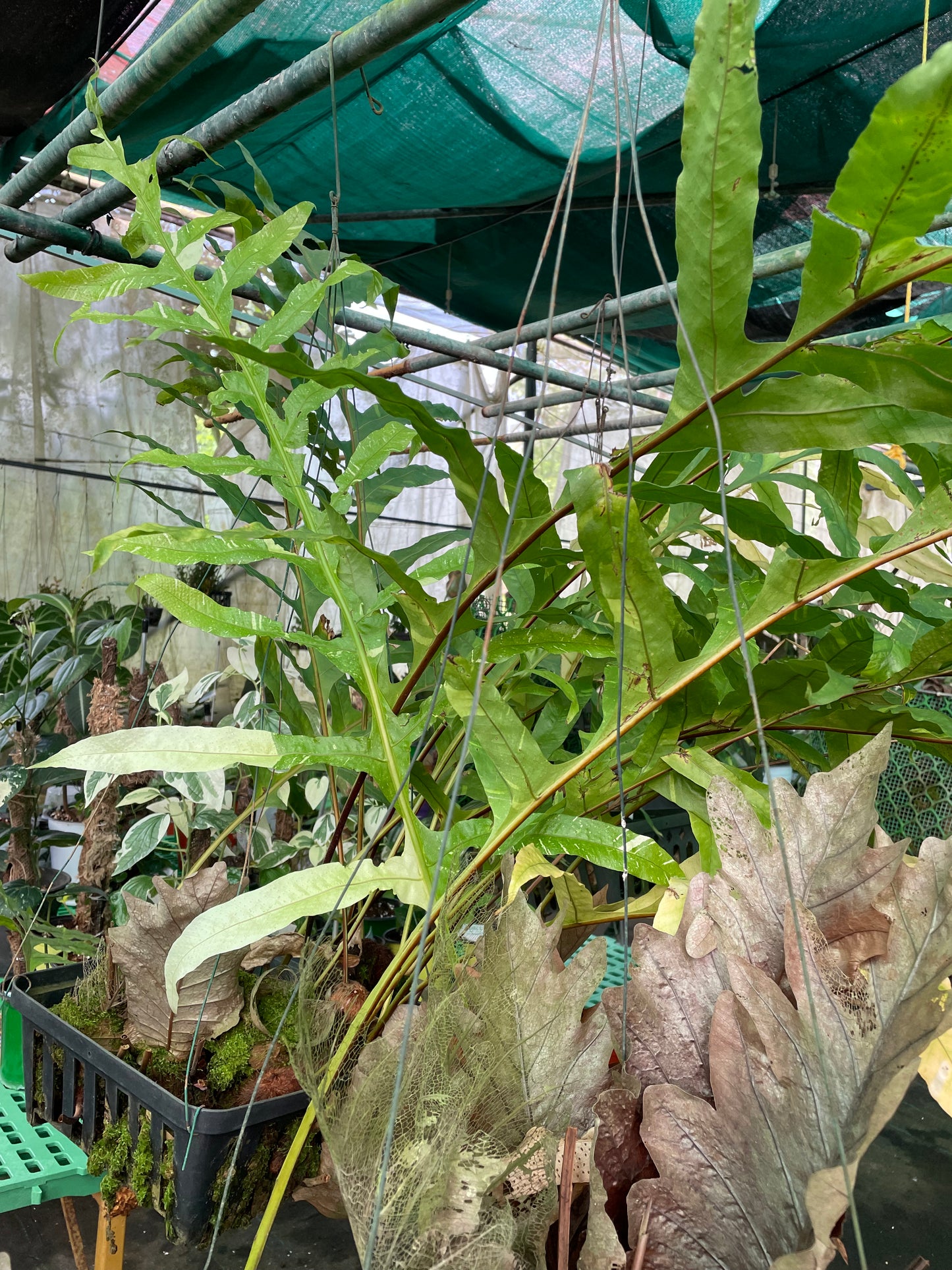 Fern Dryneria Quercifolia varigated