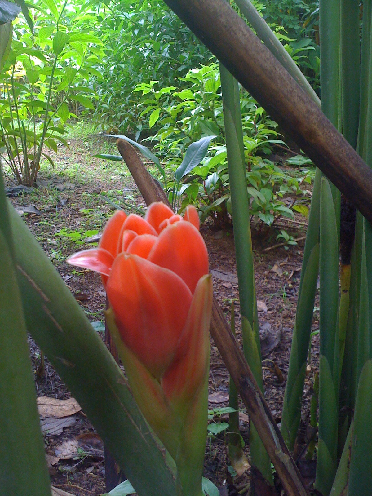 Hemispherica Pink tulip