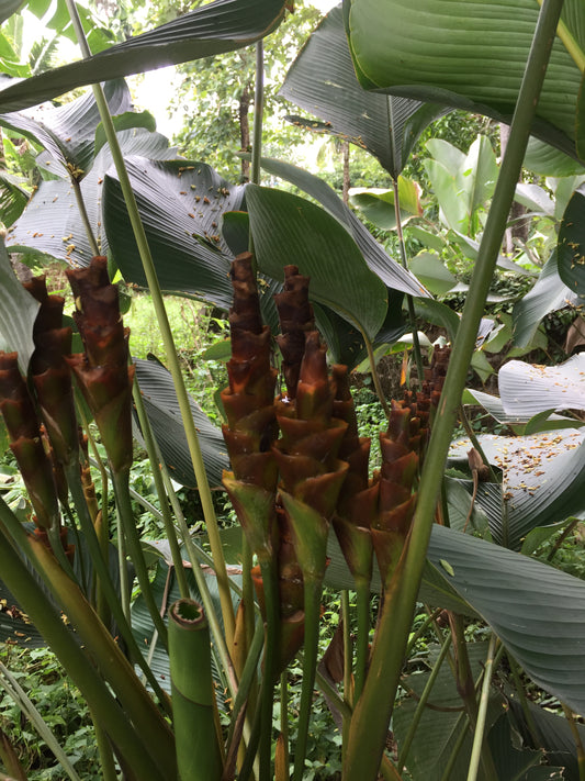 Calathea Lutea Cigar