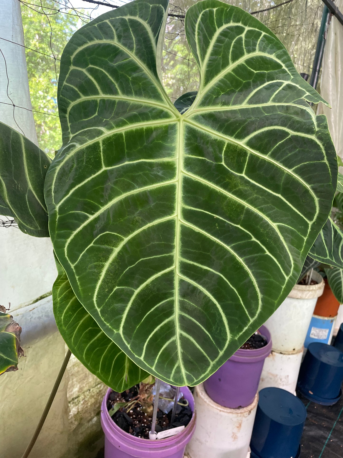 Anthurium Regale clone A