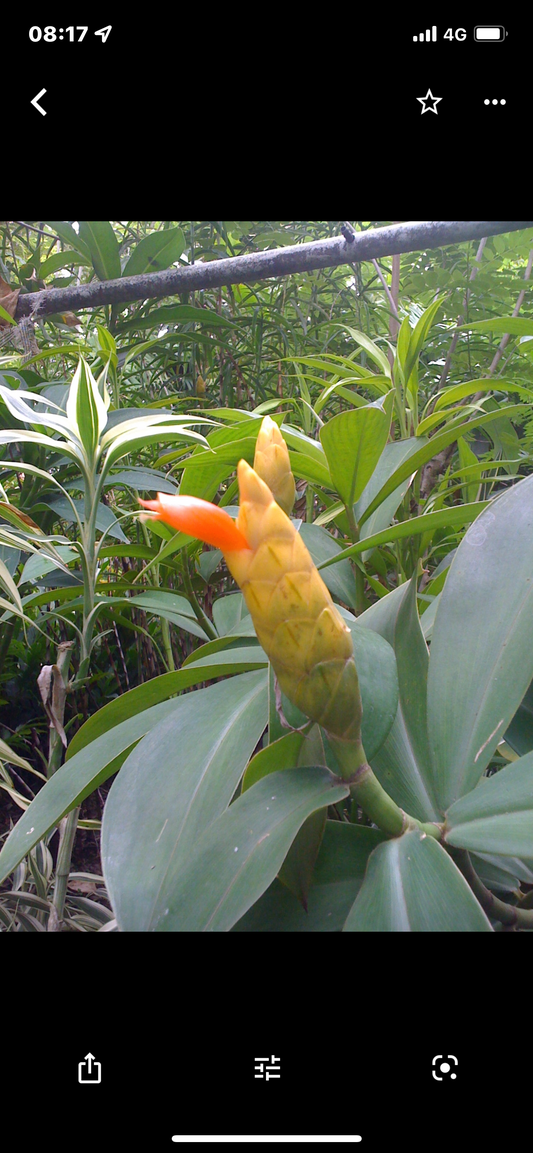 Costus lasius yellow kiss