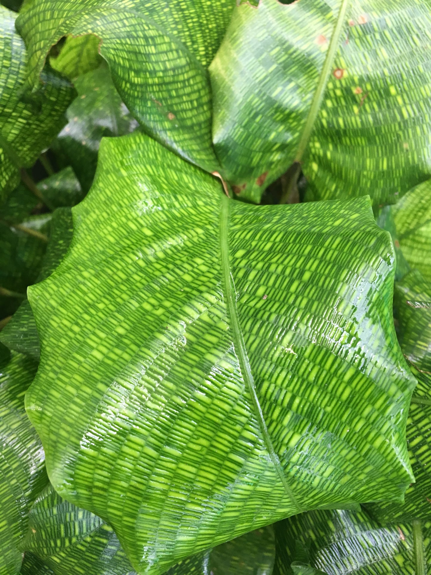 Calathea Musaica