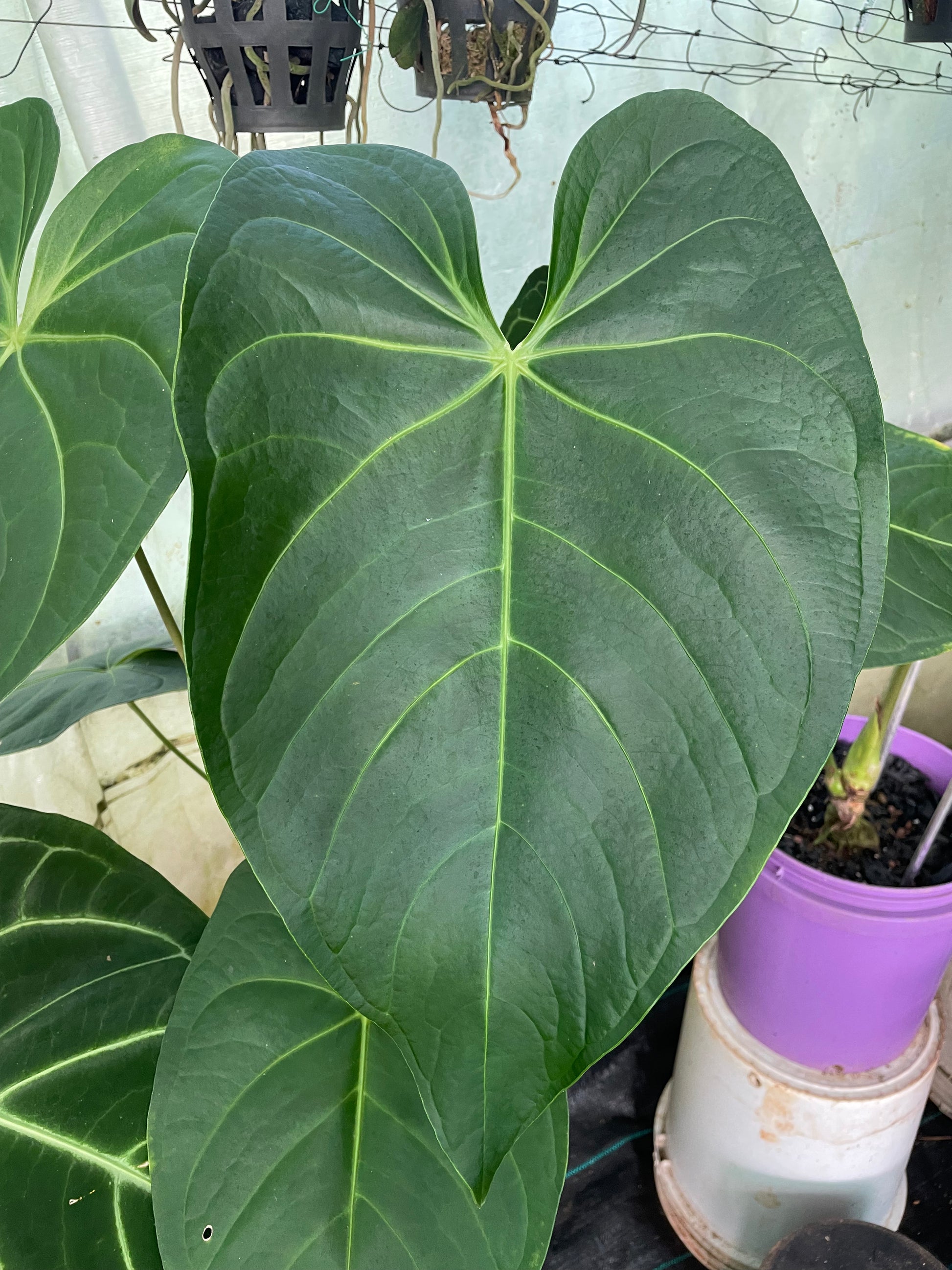 anthurium regale buy Anthurium Regale. Aff – southerntropical