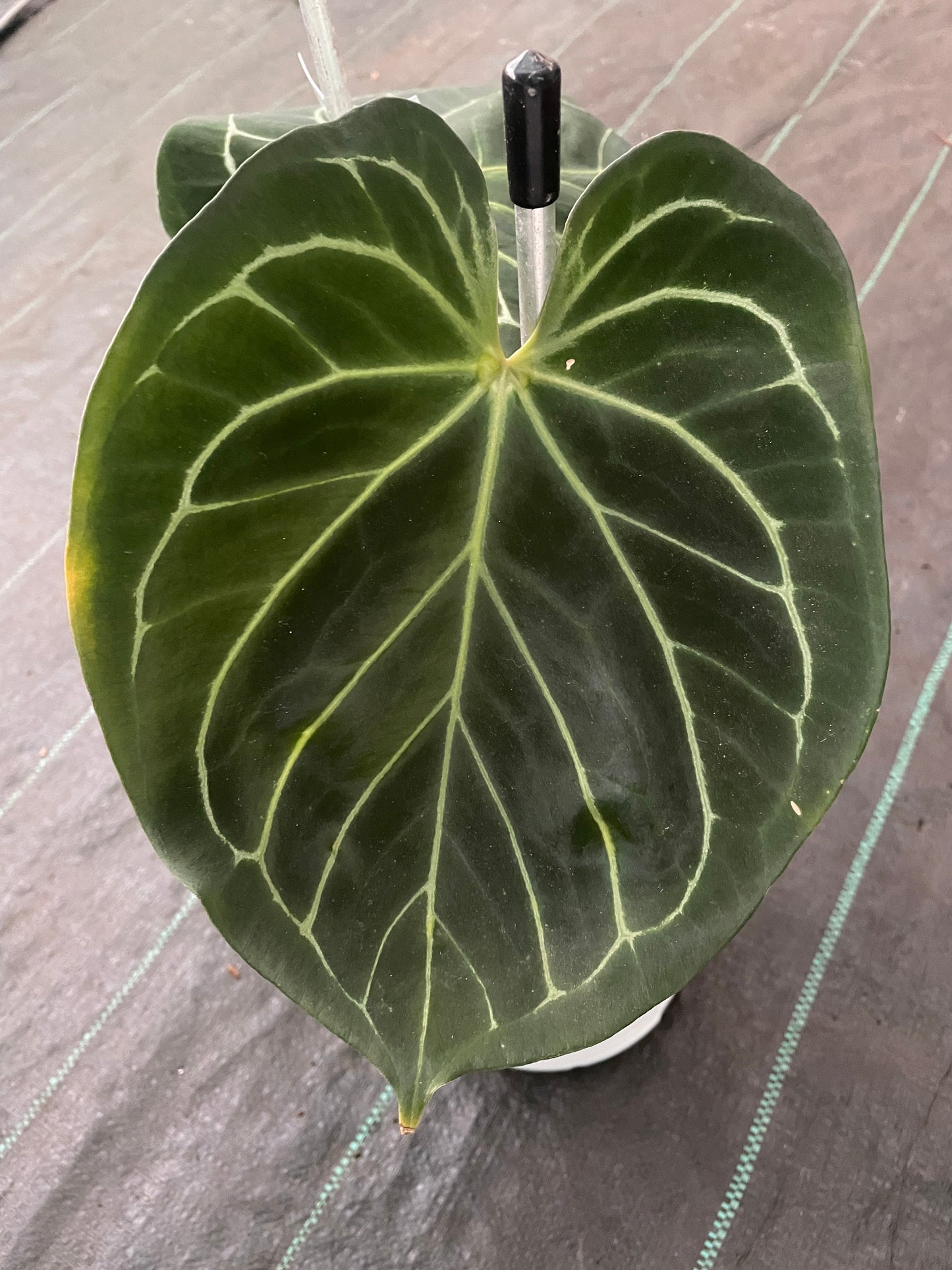 Anthurium King of spades