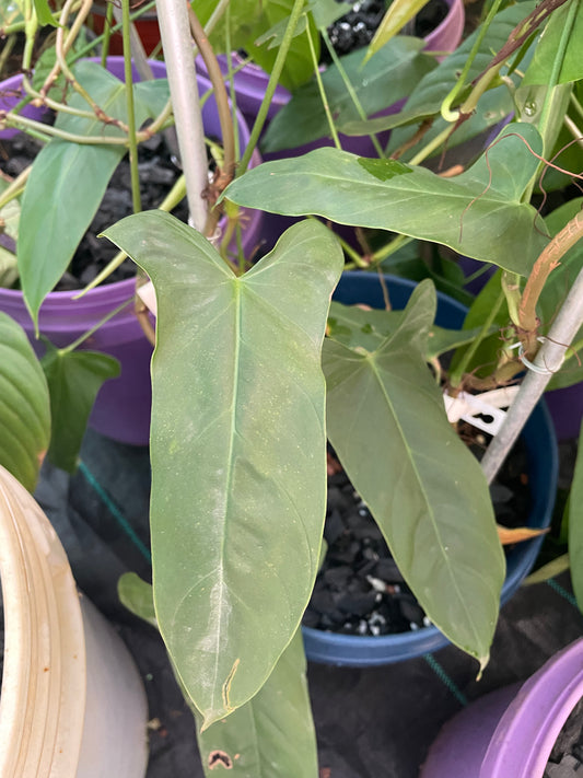 Philodendron Baloanum