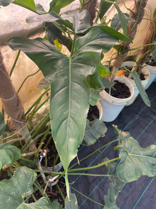 Philodendron Erubescens ecuagenera 