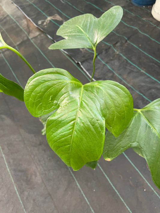 Anthurium Moronense