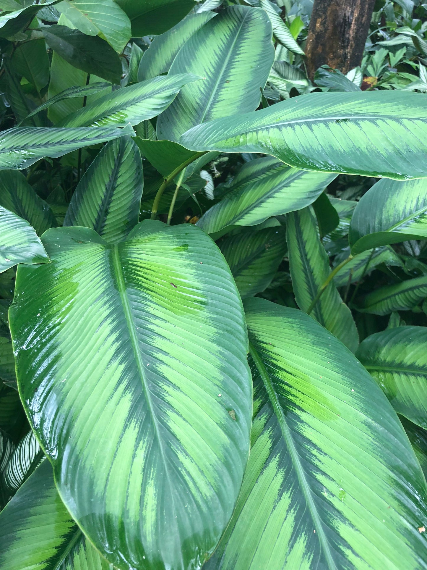 Calathea Majestica Wilsonii