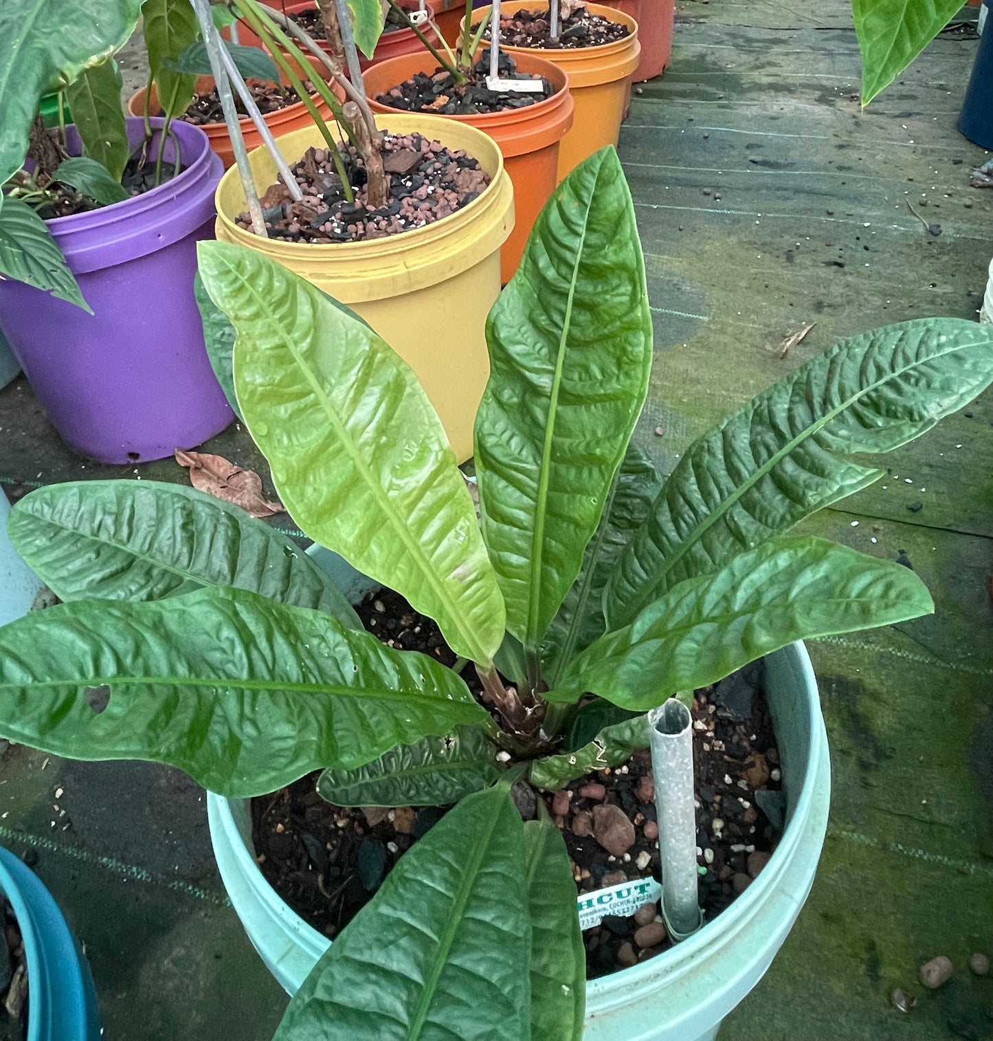 Anthurium Reflexinervium