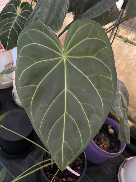 Anthurium Magnificum Verde