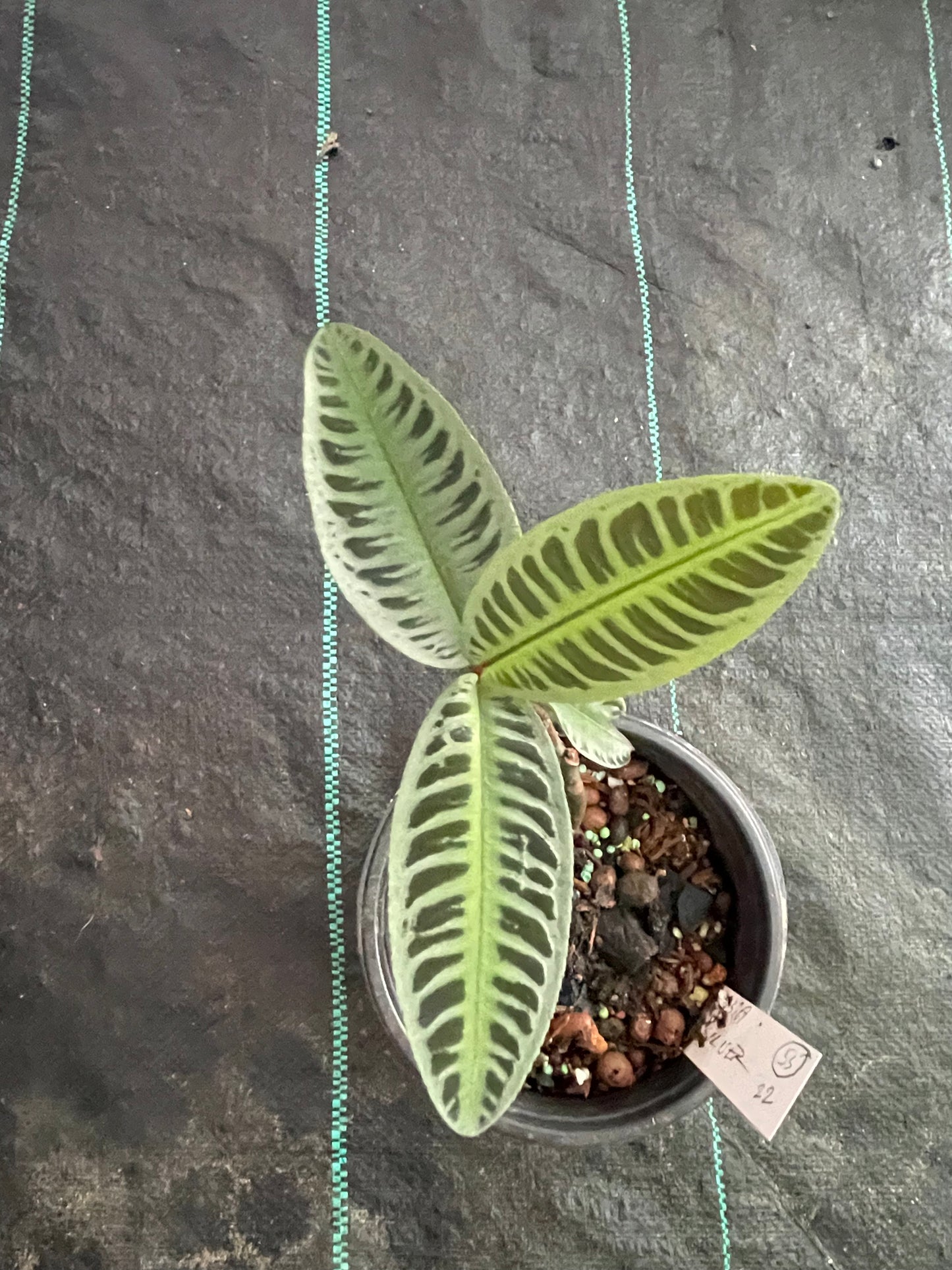 Ardisia Sp. Sumatera Silver