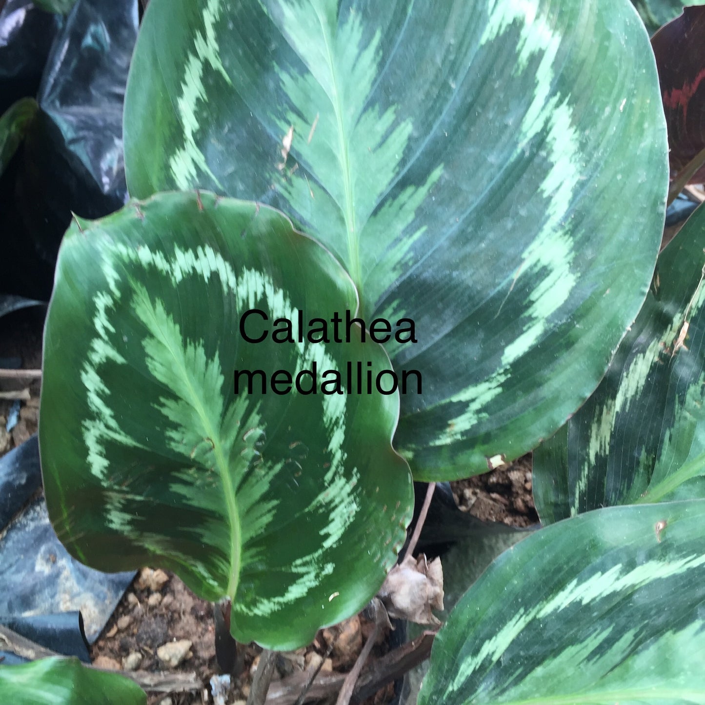 Calathea Medallion