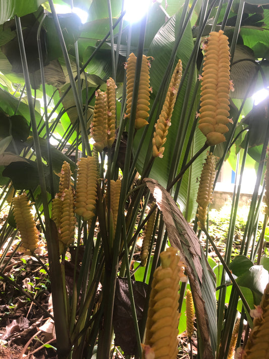 Calathea Crotalifera Giant Rattle