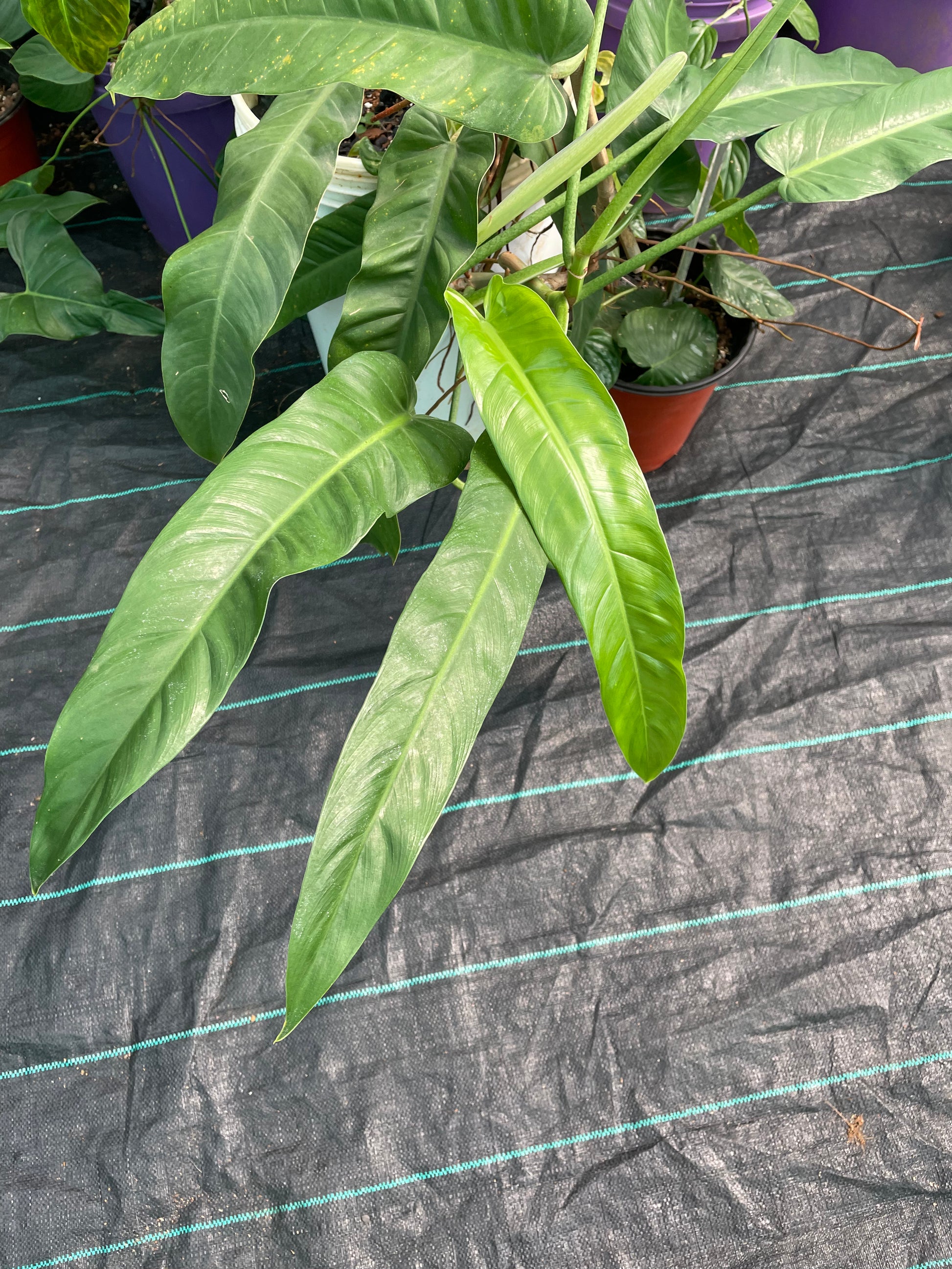 philodendron longilaminatum aff Philodendron Longilaminatum.aff. – southerntropical