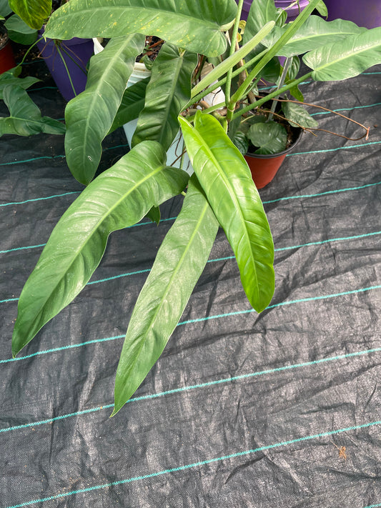 Philodendron Longilaminatum.aff.