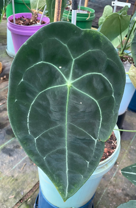 Anthurium Forgetii