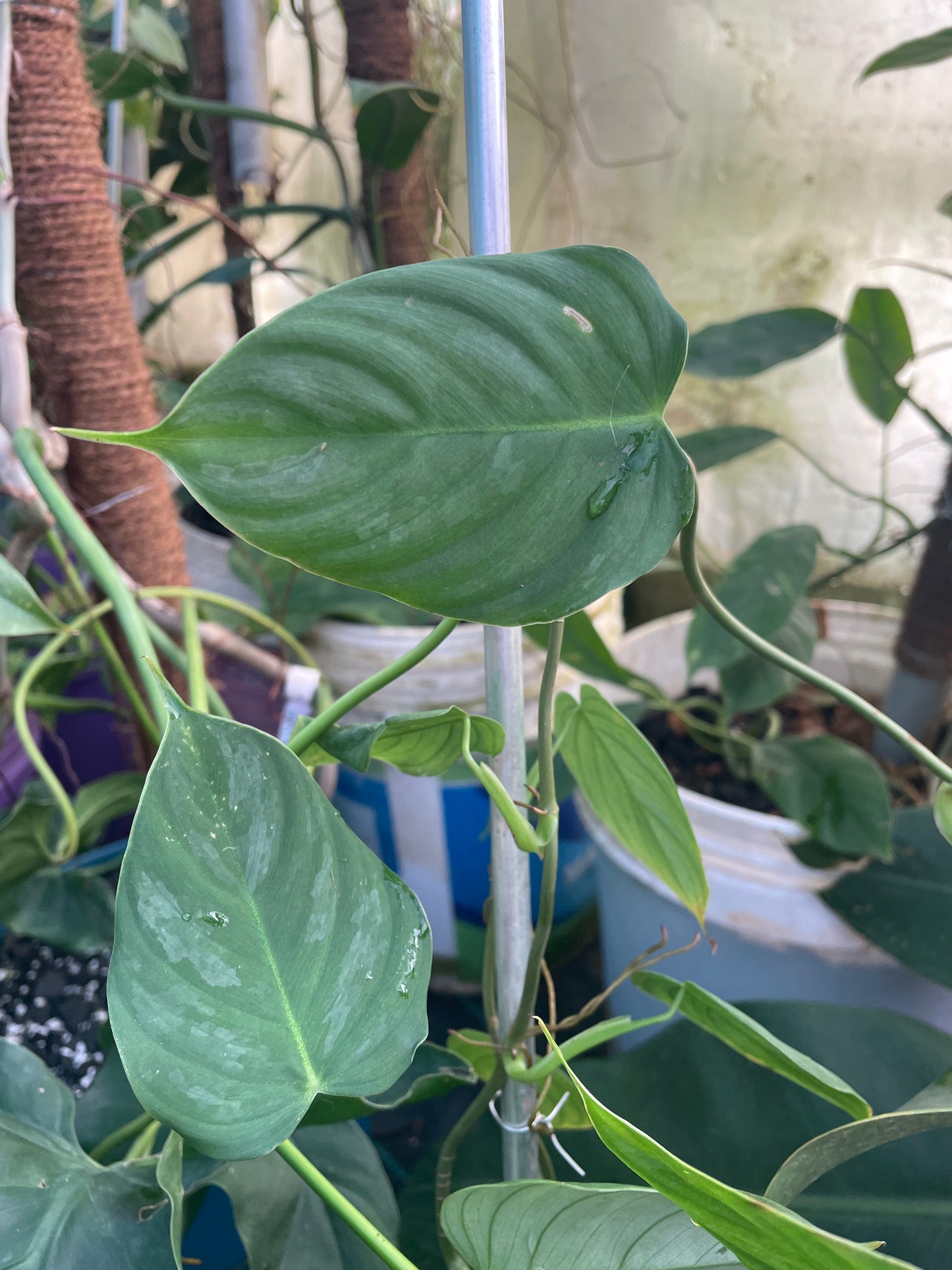 Philodendron Brandtianum Mini. 30