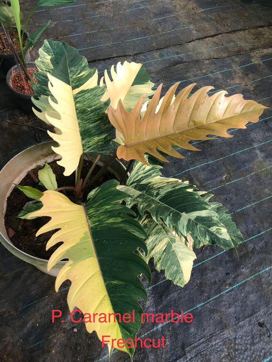 Philodendron caramel marble