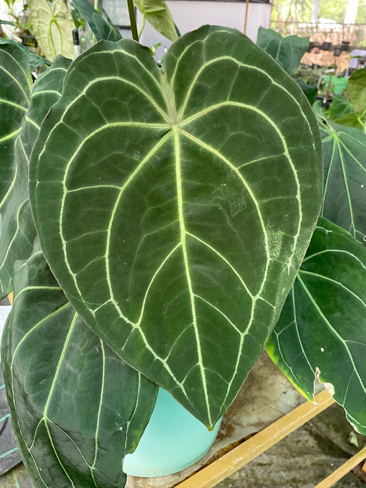 Anthurium Hybrid 1-P
