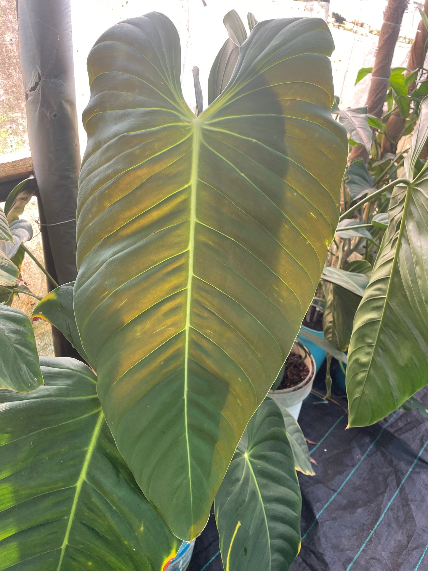 Philodendron Esmeraldense.  