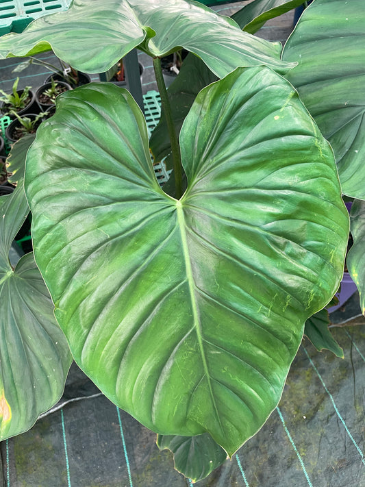 Philodendron Pastazanum aff Silver