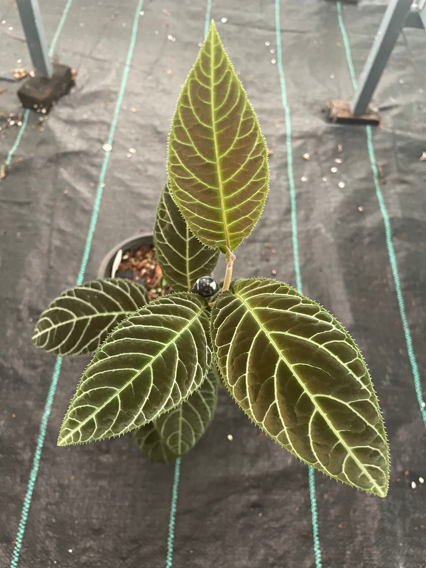 Ardisia. Sp lined