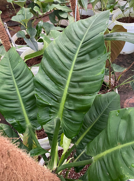 Philodendron Pervilobum