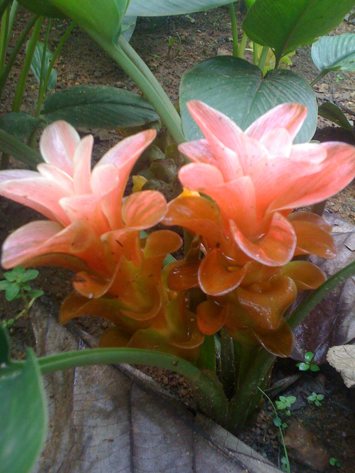 Curcuma ecalcerata Peach