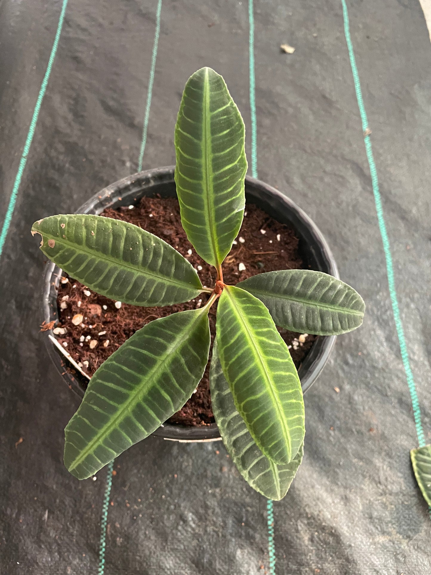 Ardisia Sp. Sumatera green