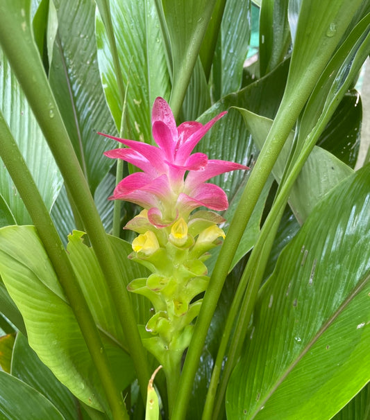 Curcuma Australasia