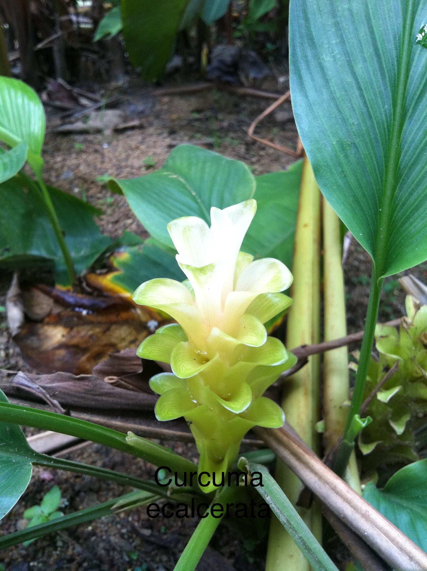 Curcuma  ecalcerata White