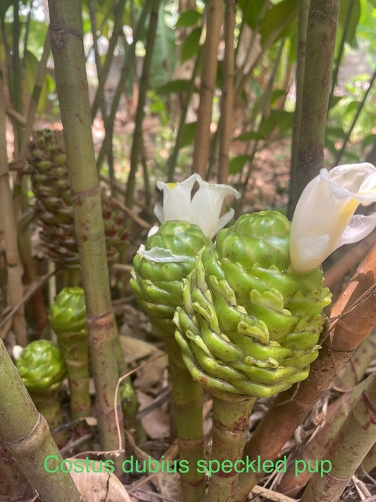 Costus Dubius Speckled pup