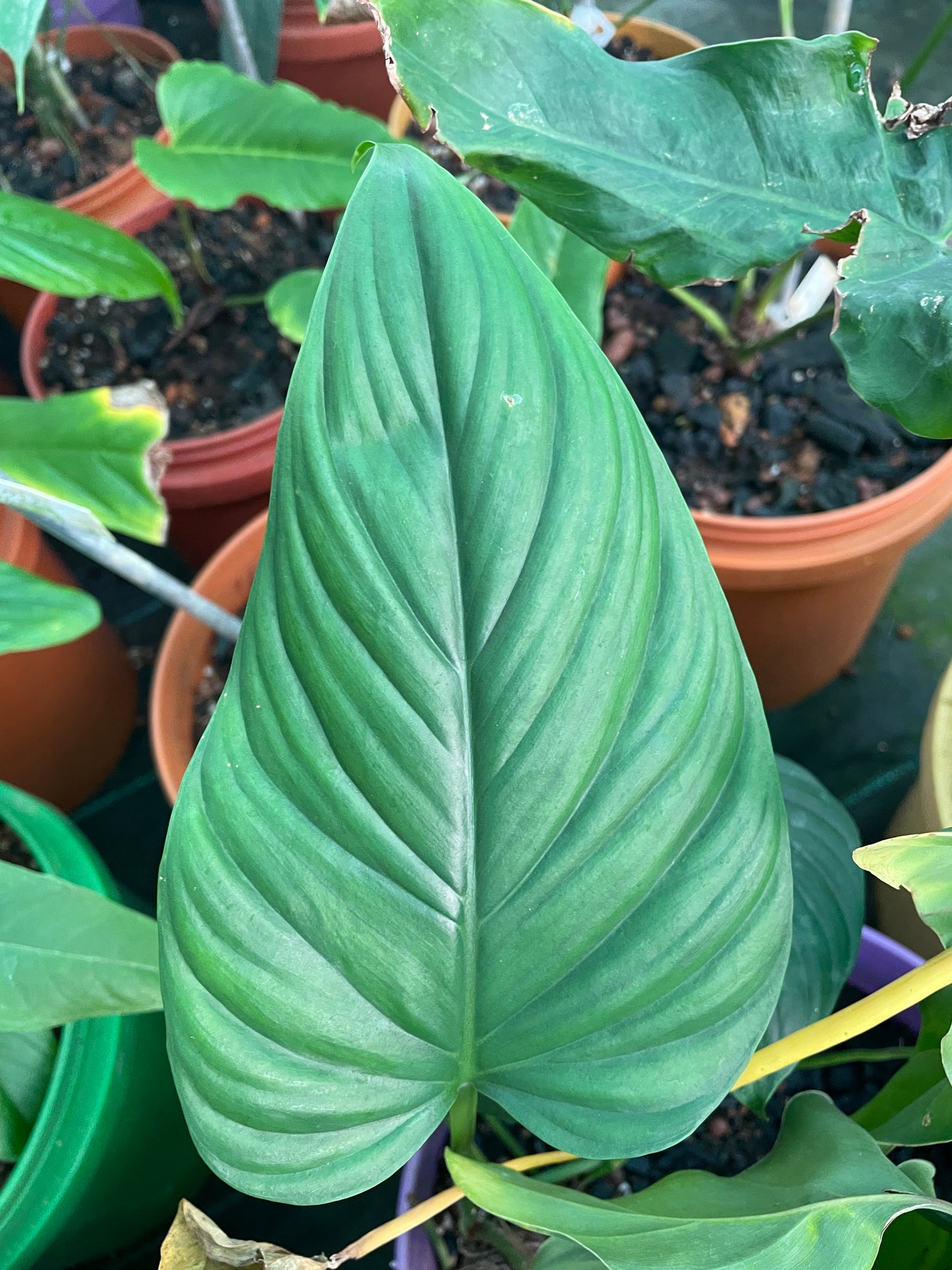 Philodendron Ernestii