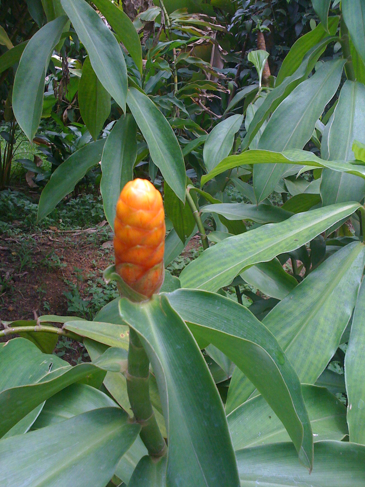 Costus spicatus Orange