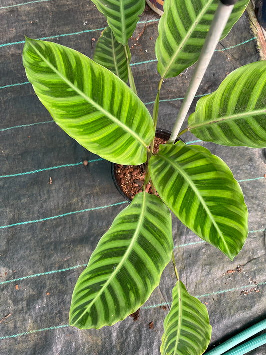 Calathea. Zebrina